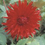 Dahlia Cactus - "Ma Jolie" Bulbs