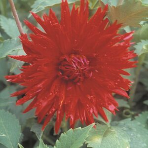 Dahlia-Cactus-Ma-Jolie.jpg Dahlia Cactus - "Ma Jolie" Bulbs