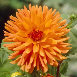 Dahlia-Cactus-Mev.-Cl.-Andries.jpg Dahlia Cactus - "Mev. Cl. Andries" Bulbs