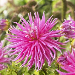 Dahlia-Cactus-Pink.jpg Dahlia Cactus - "Pink" Bulbs