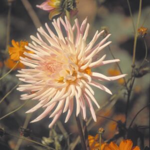 Dahlia-Cactus-Preference.jpg Dahlia Cactus - "Preference" Bulbs