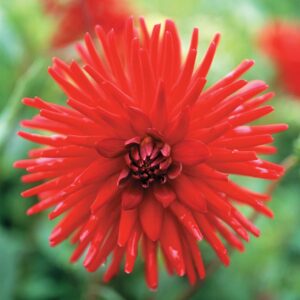 Dahlia Cactus - "Red" Bulbs