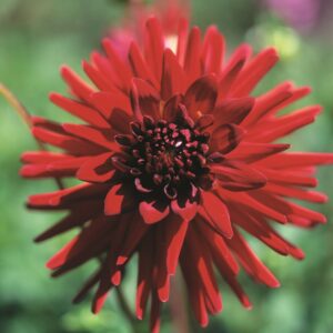 Dahlia-Cactus-Sure-Thing.jpg Dahlia Cactus - "Sure Thing" Bulbs