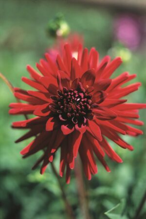 Dahlia Cactus - "Sure Thing" Bulbs