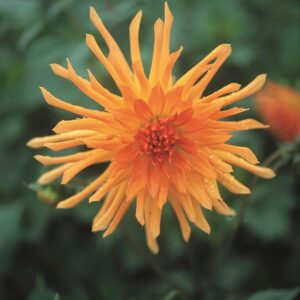 Dahlia-Cactus-Wagschals-Krone.jpg Dahlia Cactus - "Wagschal's Krone" Bulbs