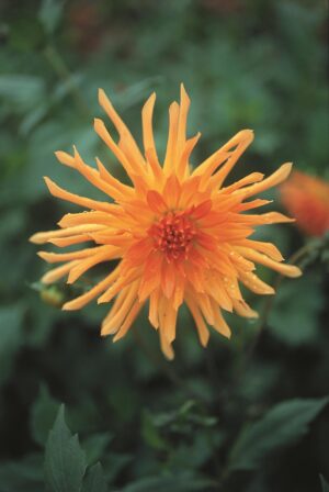 Dahlia Cactus - "Wagschal's Krone" Bulbs
