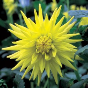 Dahlia Cactus - "Yellow" Bulbs