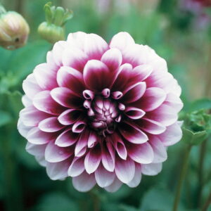 Dahlia Decorative - "Edinburgh" Bulbs