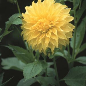 Dahlia-Decorative-Edna-Comstock.jpg Dahlia Decorative - "Edna Comstock" Bulbs