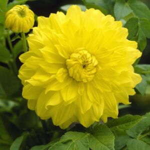 Dahlia-Decorative-Golden-Emblem.jpg Dahlia Decorative - "Golden Emblem" Bulbs