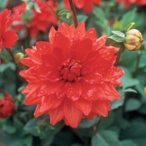 Dahlia Decorative - "Miramar" Bulbs