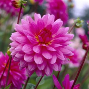 Dahlia-Decorative-Rosella.jpg Dahlia Decorative - "Rosella" Bulbs