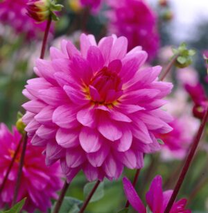 Dahlia-Decorative-Rosella.jpg Dahlia Decorative - "Rosella" Bulbs