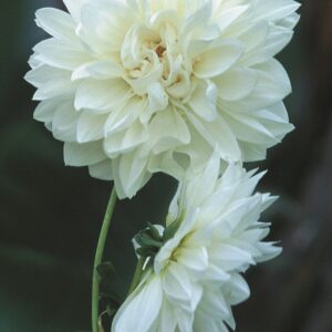Dahlia-Decorative-Snow-Country.jpg Dahlia Decorative - "Snow Country" Bulbs