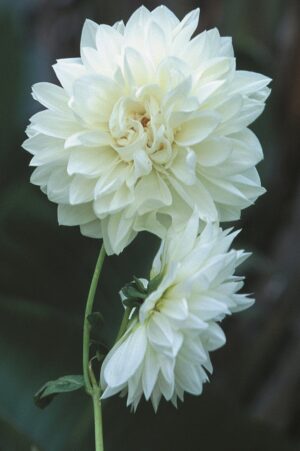 Dahlia Decorative - "Snow Country" Bulbs