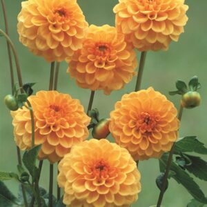 Dahlia-Pompon-Amusing.jpeg Dahlia Pompon - "Amusing" Bulbs
