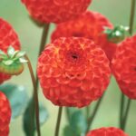 Dahlia Pompon - "Bell Boy" Bulbs