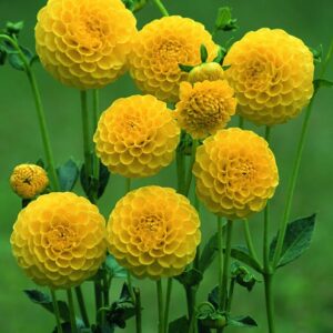 Dahlia-Pompon-Deepest-Yellow.jpeg Dahlia Pompon - "Deepest Yellow" Bulbs