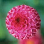 Dahlia Pompon - "Lolly Pop" Bulbs