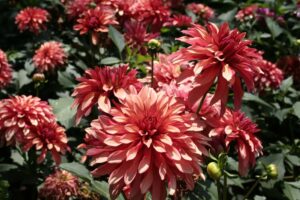 Dahlia Terrace - "Rock 'N Roll" Bulbs