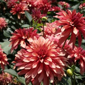 Dahlia Terrace - "Rock 'N Roll" Bulbs