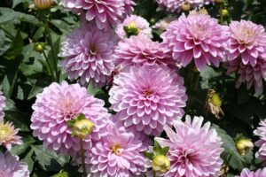 Dahlia Terrace - "Rumba" Bulbs