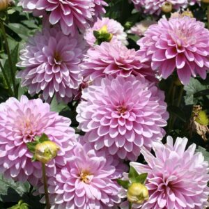 Dahlia Terrace - "Rumba" Bulbs