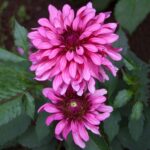 Dahlia Bulbs for sale at clicknplant nursery