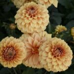 Dahlia Terrace - "Samba" Bulbs