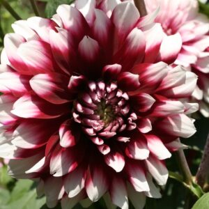 Dahlia Terrace - "Tango" Bulbs