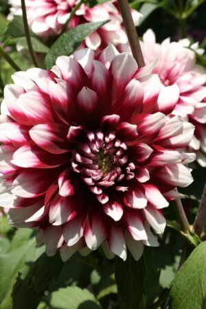 Dahlia-Terrace-Tango.jpeg Dahlia Terrace - "Tango" Bulbs