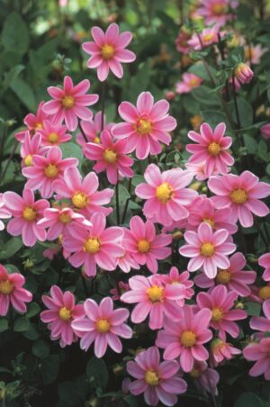 Dahlia-Top-Mix-Pink.jpeg Dahlia Top Mix - "Rose" Bulbs