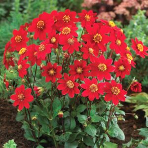 Dahlia Top Mix - "Red" Bulbs