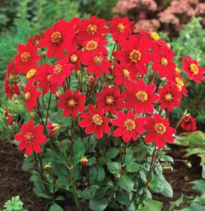 Dahlia-Top-Mix-Red.jpeg Dahlia Top Mix - "Red" Bulbs