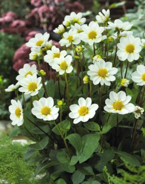 Dahlia Top Mix - "White" Bulbs