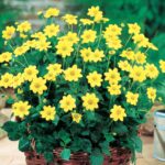Dahlia Top Mix - "Yellow" Bulbs