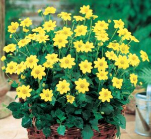 Dahlia-Top-Mix-Yellow.jpeg Dahlia Top Mix - "Yellow" Bulbs
