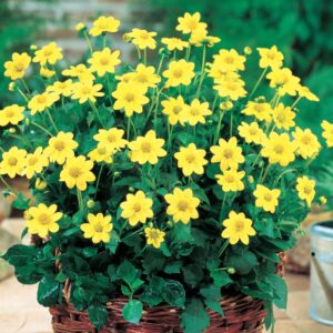 Dahlia Top Mix - "Yellow" Bulbs
