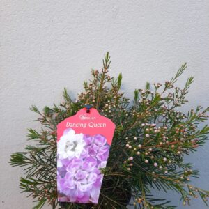 Dancing-Queen-scaled-1.jpg Geraldton Wax 'Dancing Queen' 15cm Pot