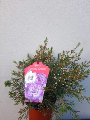 Geraldton Wax 'Dancing Queen' 15cm Pot