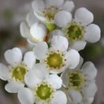 Geraldton Wax 'Dawn Pearl' 15cm Pot