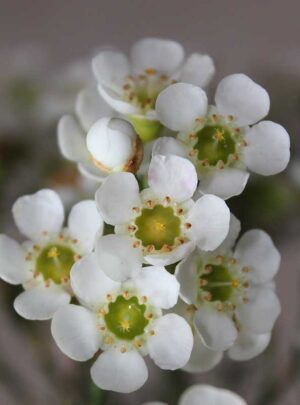 Geraldton Wax 'Dawn Pearl' 15cm Pot