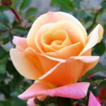 Deloitte & Touche Rose 5lt