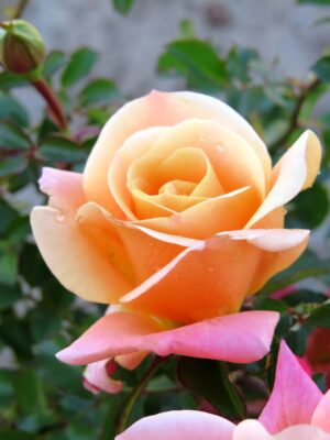 Deloitte & Touche Rose 5lt