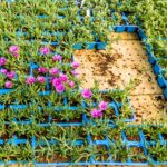 Delosperma Lydenbergense 6 Pack