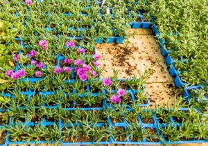 Delosperma Lydenbergense 6 Pack