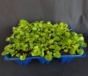 Dichondra Repens (Wonderlawn) 6 Pack Tray
