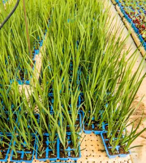 Dietes Grandiflora 6 Pack