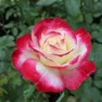 Double Delight Hybrid Tea Rose 5lt