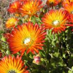 Drosanthemum Speciosum (Orange) 6 Pack